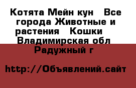 Котята Мейн кун - Все города Животные и растения » Кошки   . Владимирская обл.,Радужный г.